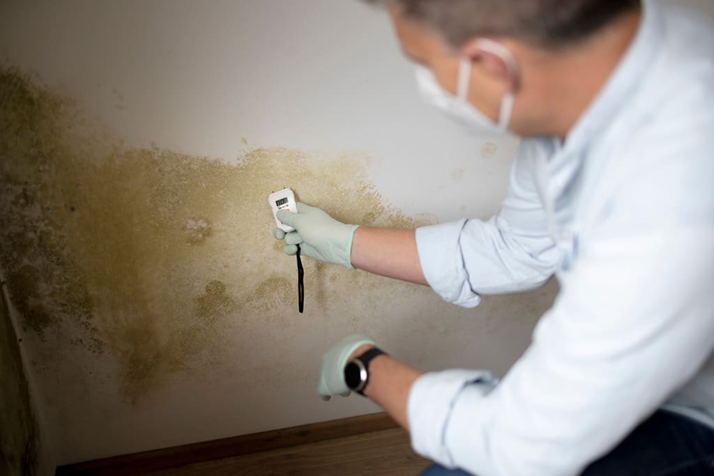 Common Causes for Household Mold Growth