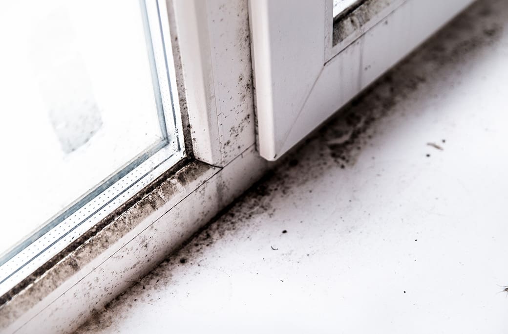 Common Causes of Mold Growth in Homes and How to Prevent Them