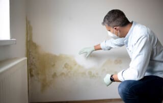 Understanding the Basics of Mold Damage Restoration