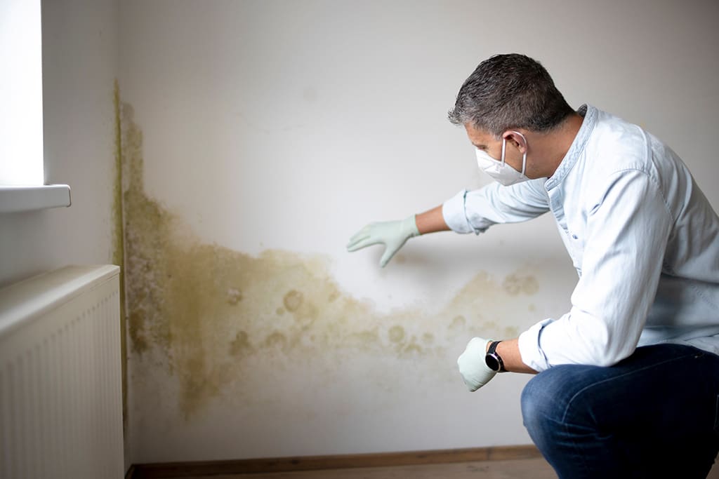 Understanding the Basics of Mold Damage Restoration