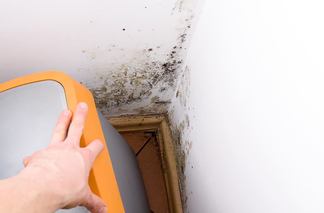 Steps to Take When You Discover Mold in Your Home