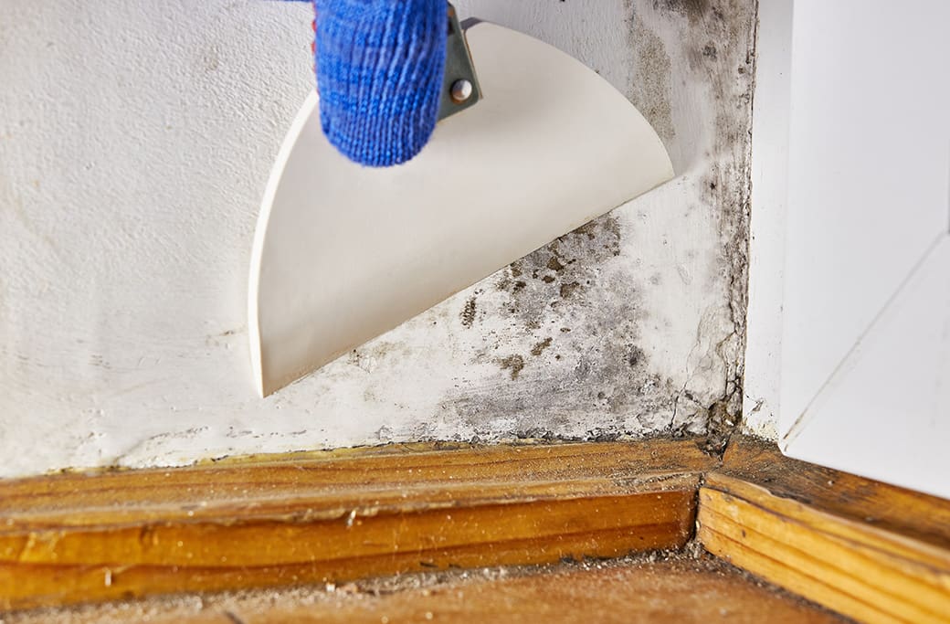 Mold Damage Repair in Kernersville