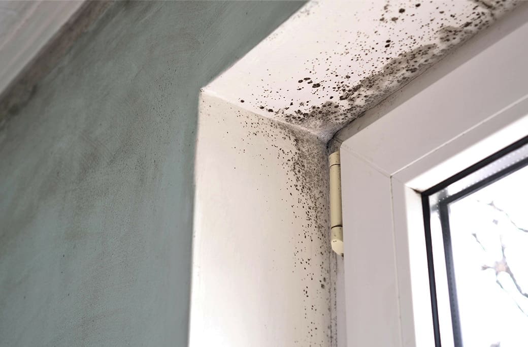Mold Damage Repair in Greensboro Mold Damage Repair in Greensboro