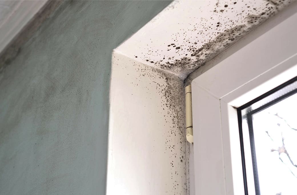 Mold Damage Repair in Greensboro