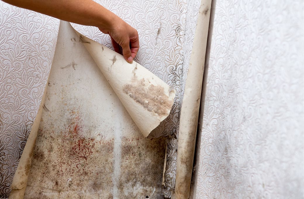 The Health Risks of Mold Exposure and Why Restoration is Crucial