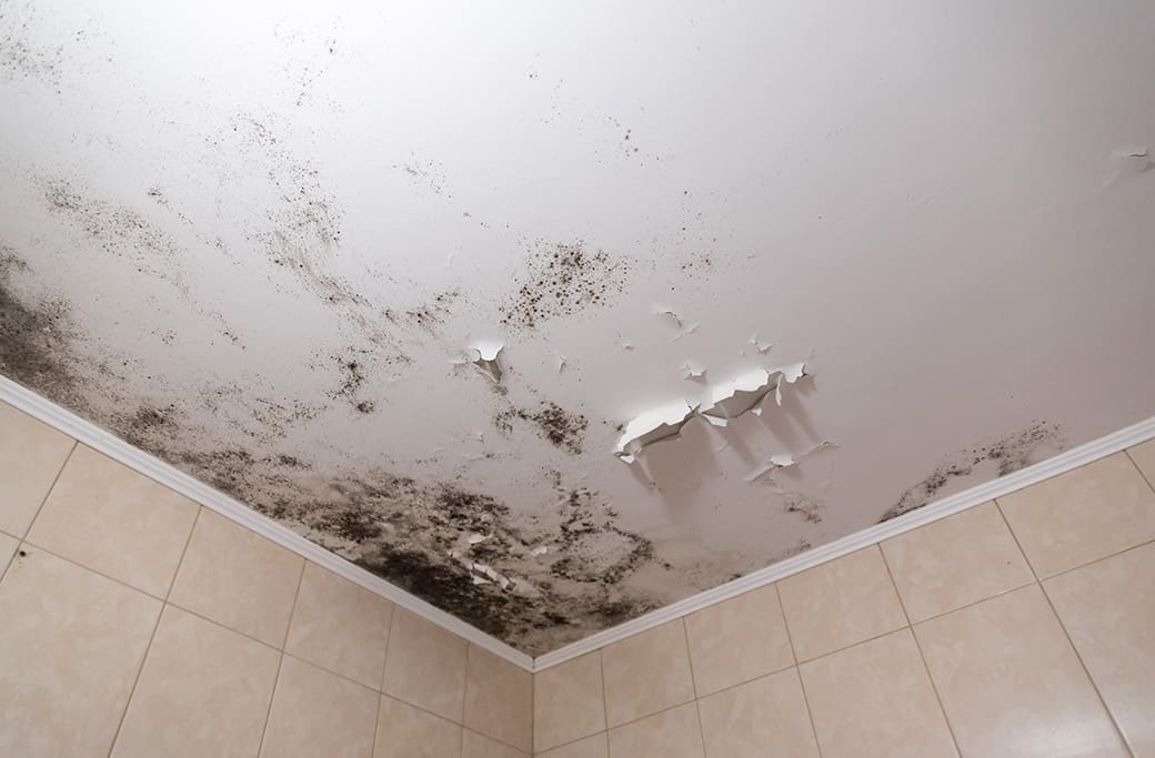Dangers of Black Mold and How to Safely Remove It Dangers of Black Mold and How to Safely Remove It