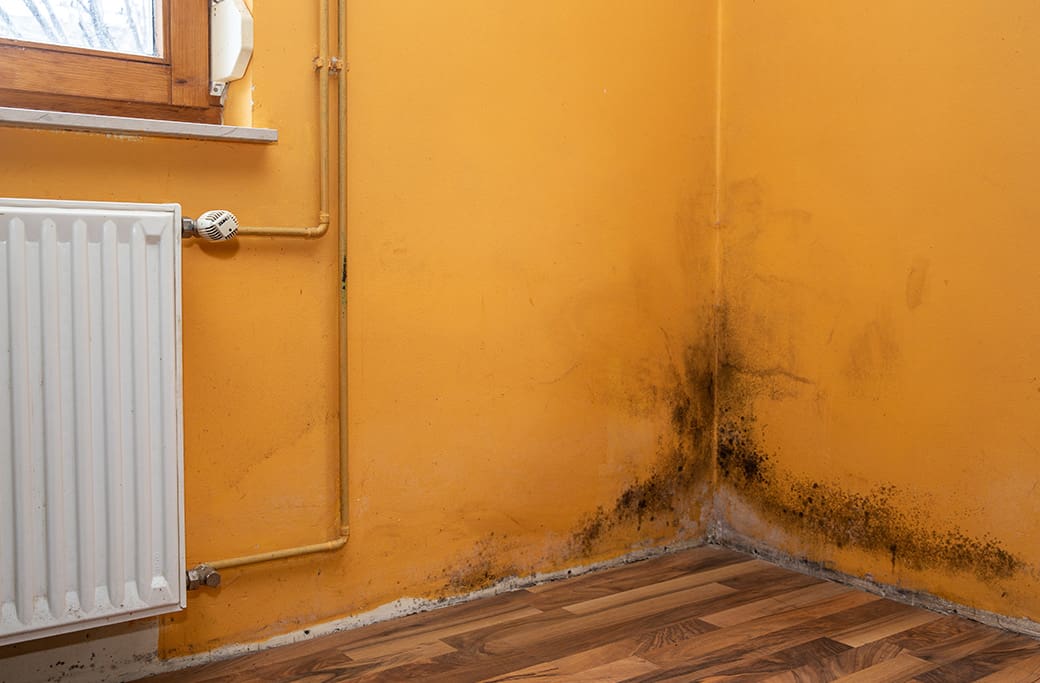 Mold Damage Repair in High Point