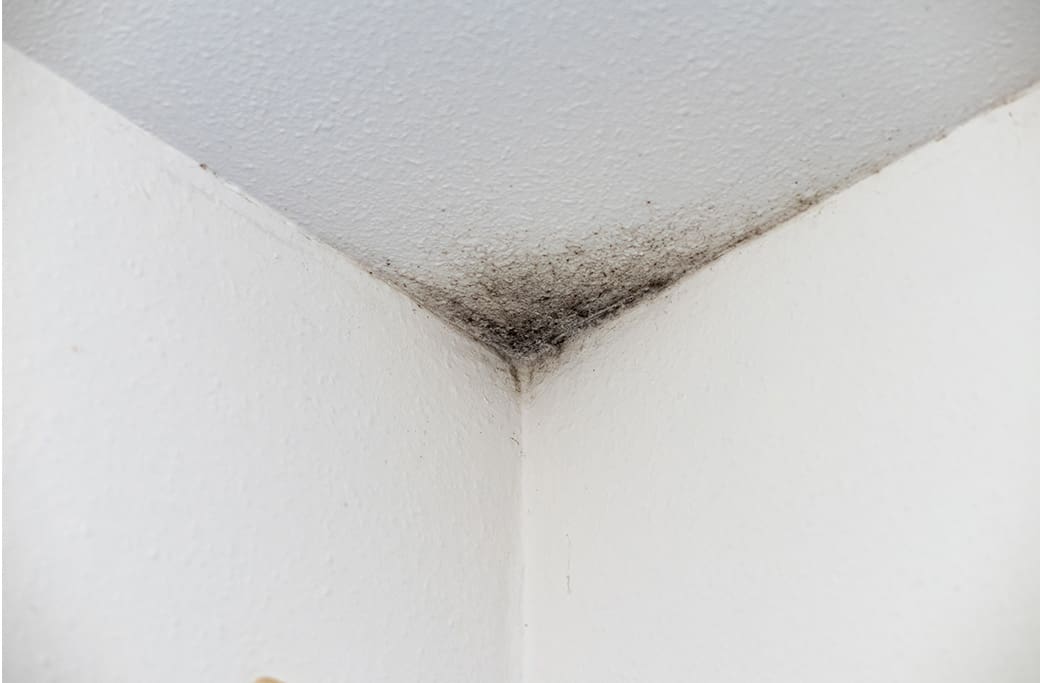 Mold Prevention and Restoration Tips for Renters and Landlords