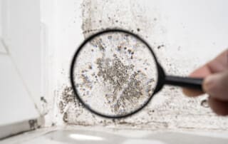 Importance of Timely Mold Restoration