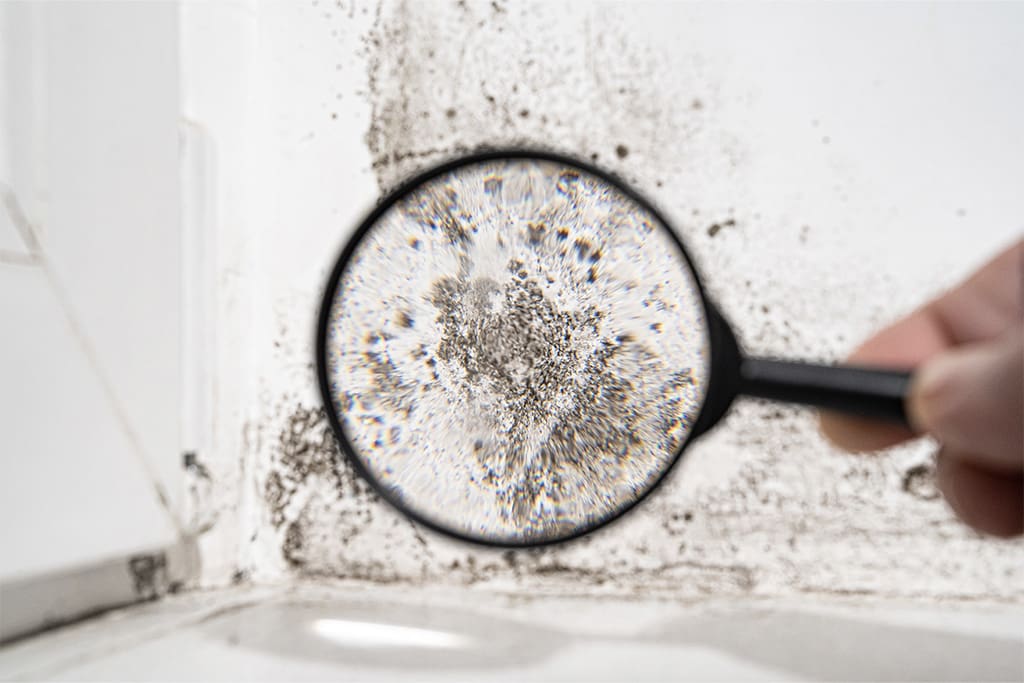 Importance of Timely Mold Restoration