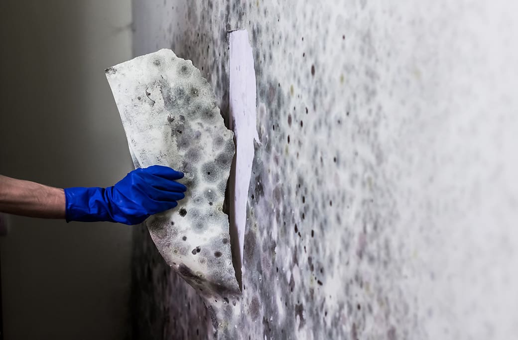 Mold Damage Repair Near Lewisville