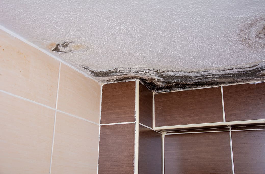 Mold Damage Repair in Colfax