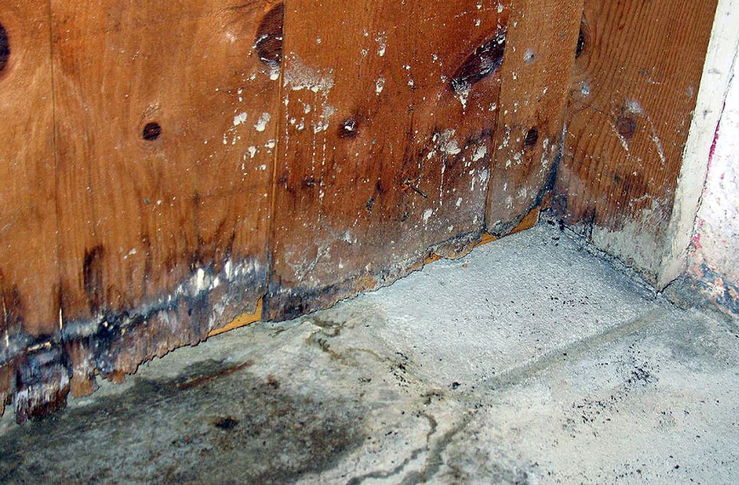 Signs of Water Damage in Your Basement