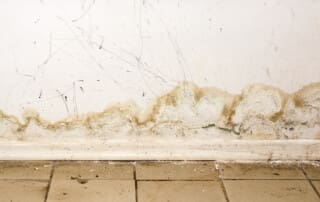 Mold Damage Repair Near Jamestown