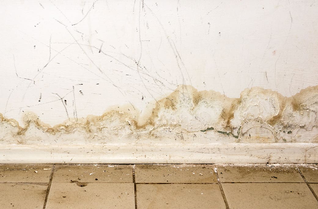 Mold Damage Repair Near Jamestown