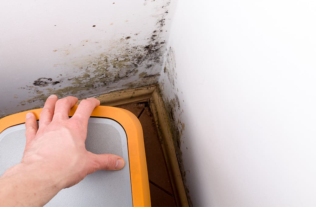 Hidden Dangers of Mold in Your Basement: What You Should Know