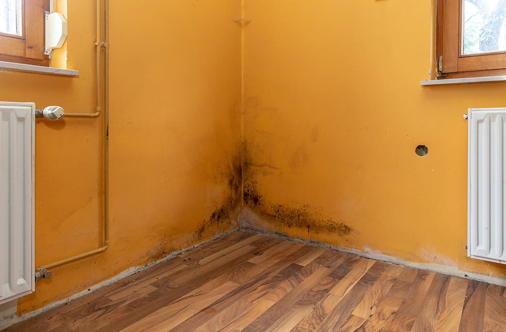 Mold Damage Repair Near Advance Mold Damage Repair Near Advance