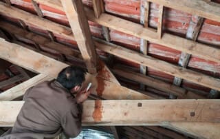 Moldy Attics Affecting Your Home's Air Quality