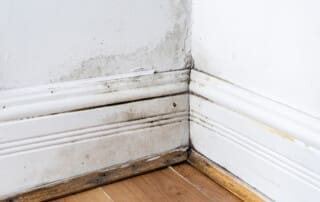 Effect of Mold on Indoor Air Quality