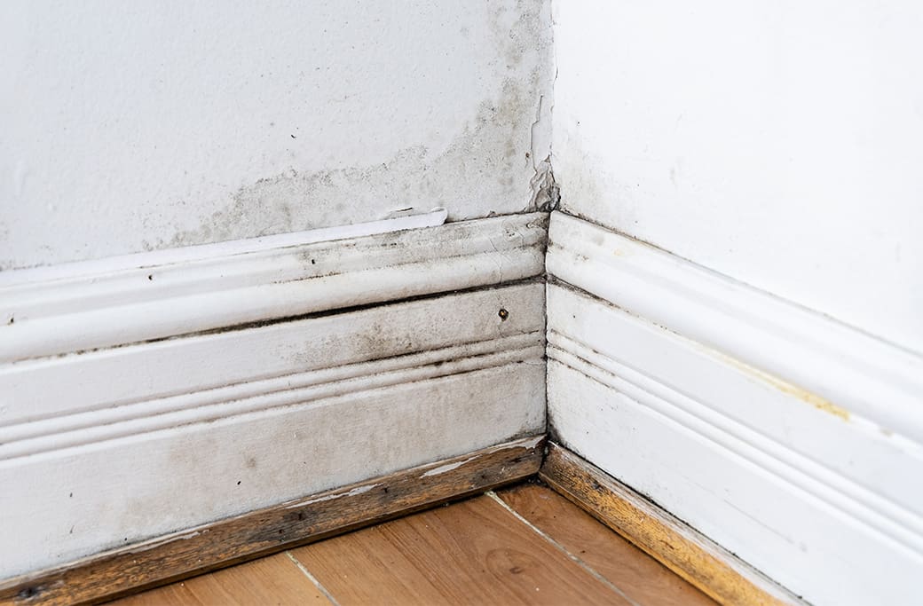 Effect of Mold on Indoor Air Quality