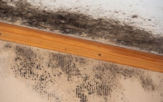 Mold Damage Repair Near Pfafftown