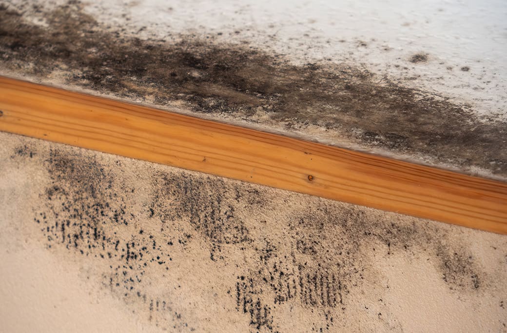 Mold Damage Repair Near Pfafftown Mold Damage Repair Near Pfafftown