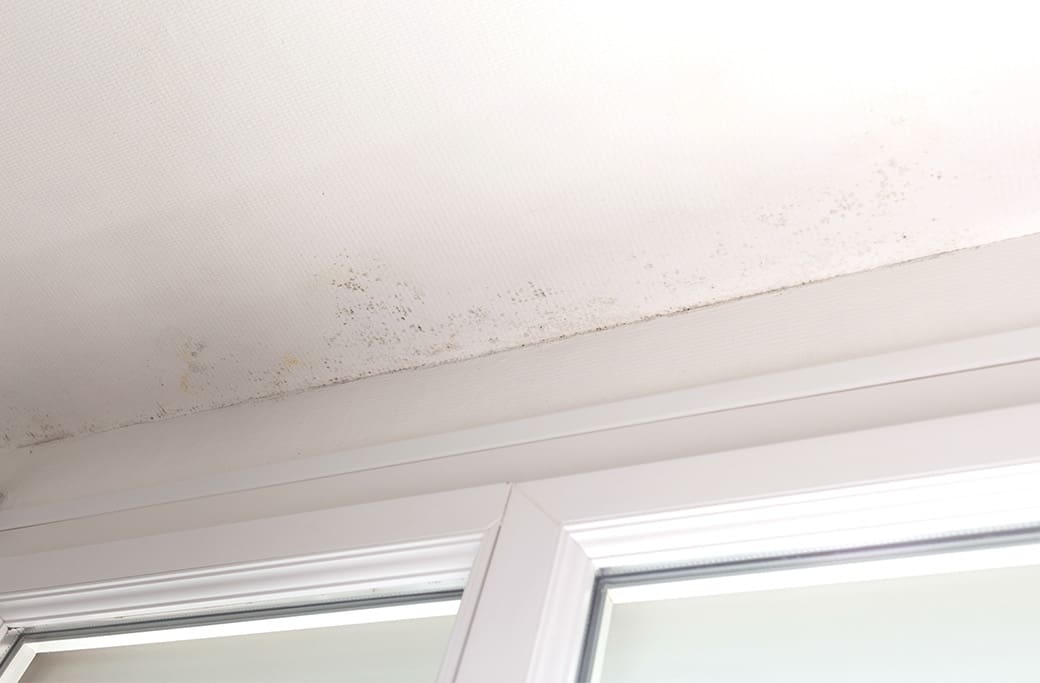 Mold Removal Near Clemmons