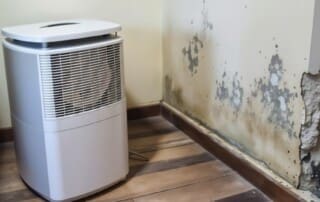 Can a Dehumidifier Kill Mold? The Truth Behind Moisture Control and Mold Remediation