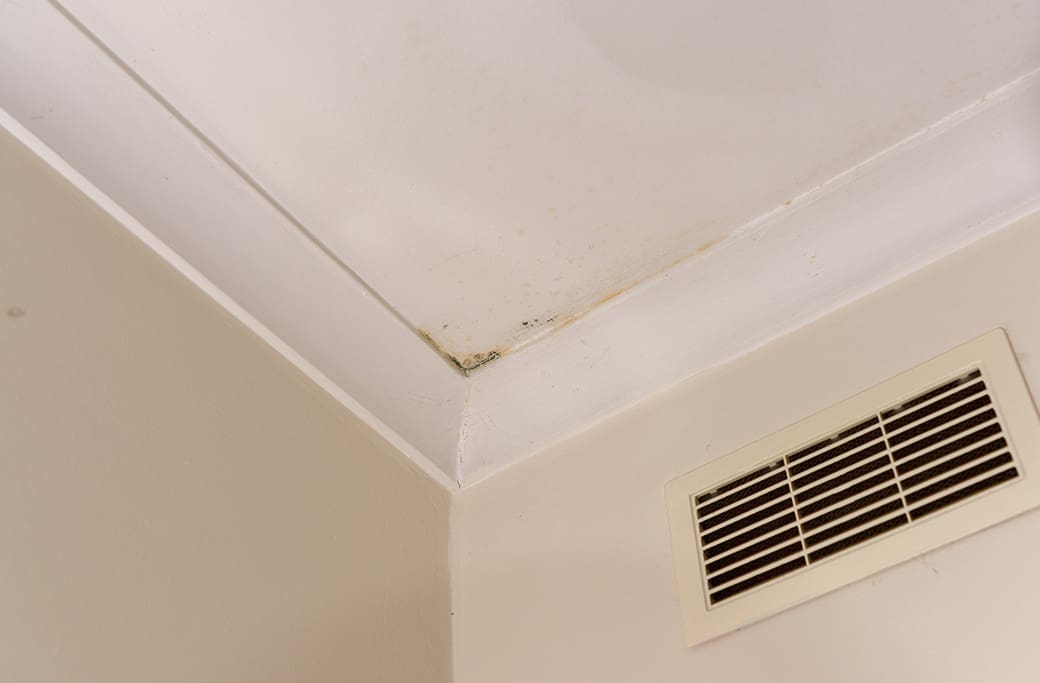 Signs of Mold or Mildew