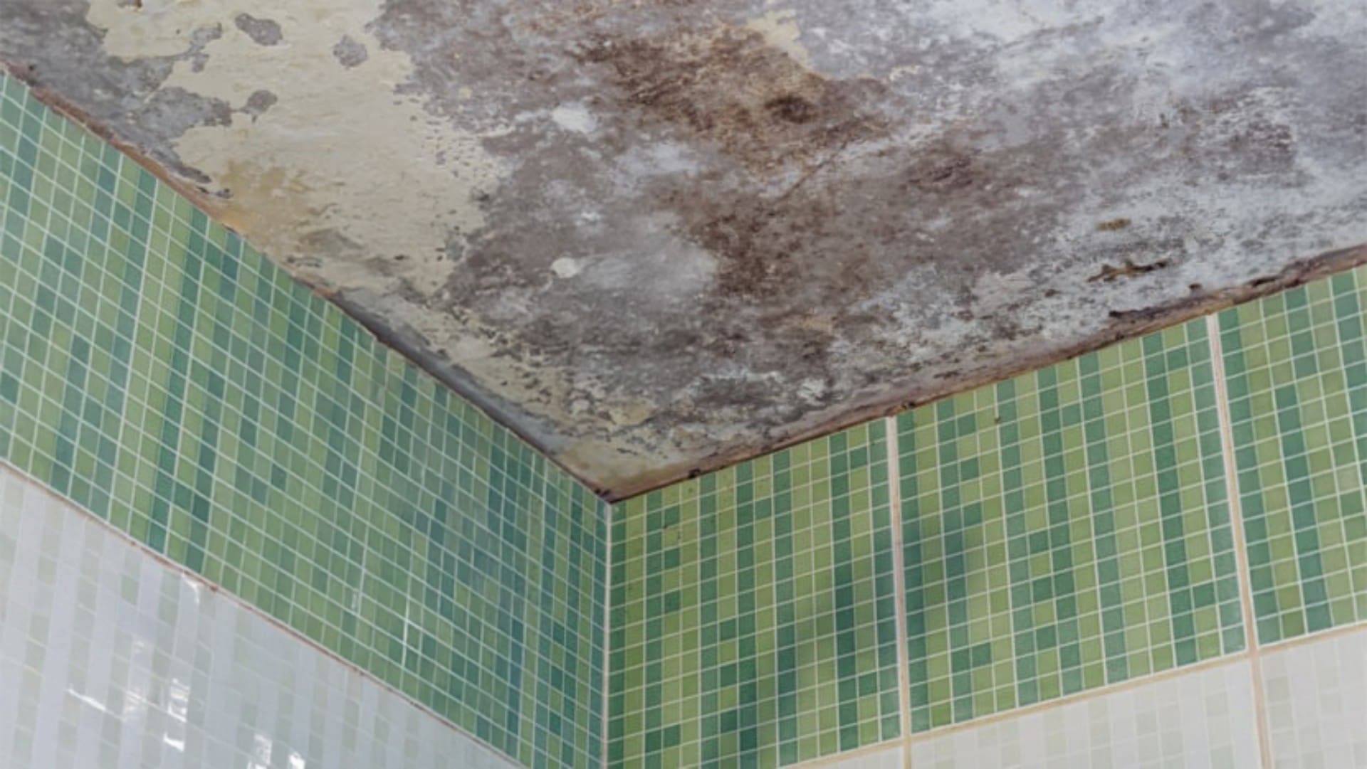 how to get rid of Mold on Ceiling How to Get Rid of Black Mold on Ceiling: A Complete Guide