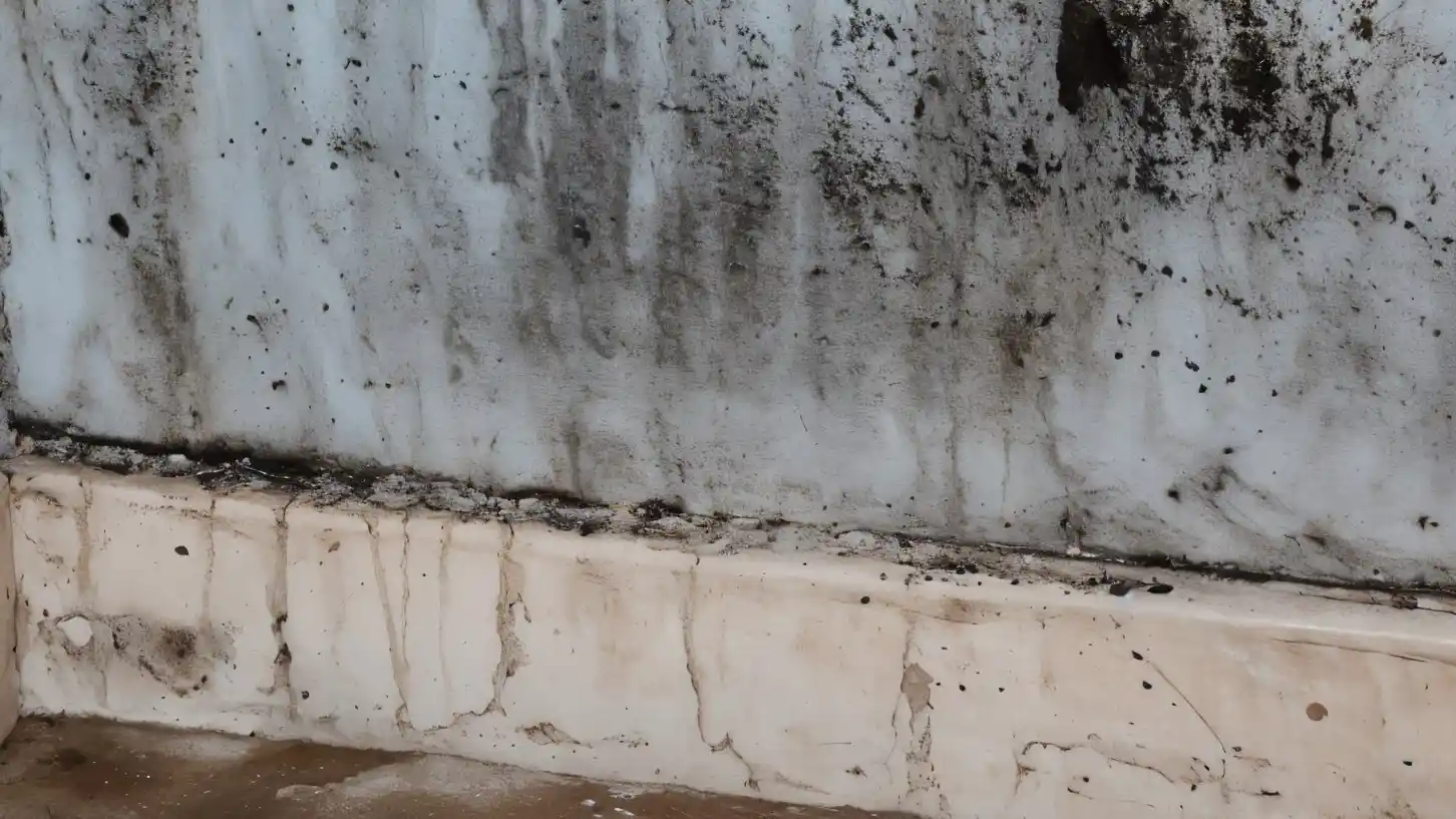 Mold and Health The Real Risks of Indoor Mold Exposure